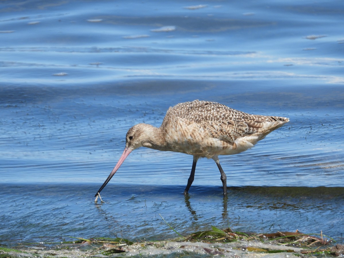Marbled Godwit - ML642664715