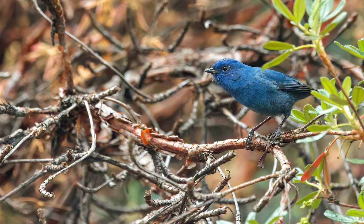 Tit-like Dacnis - ML642664723