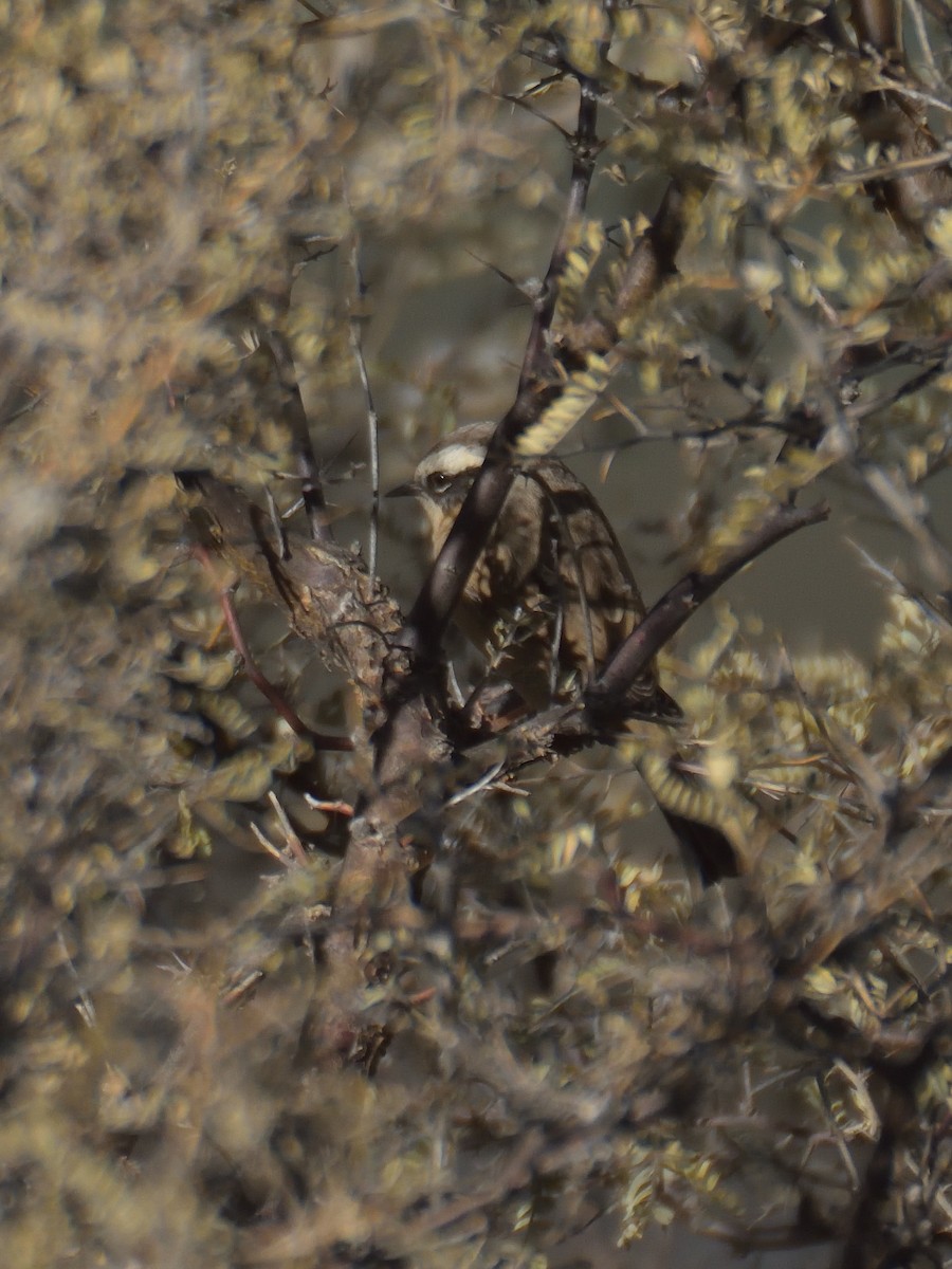 Brown Accentor - ML642664724