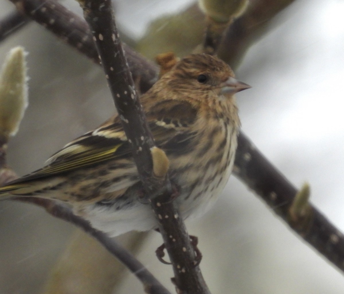 Pine Siskin - ML642664725