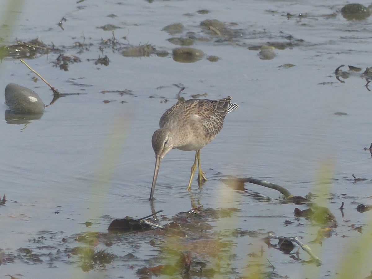 Short-billed Dowitcher - ML642664728