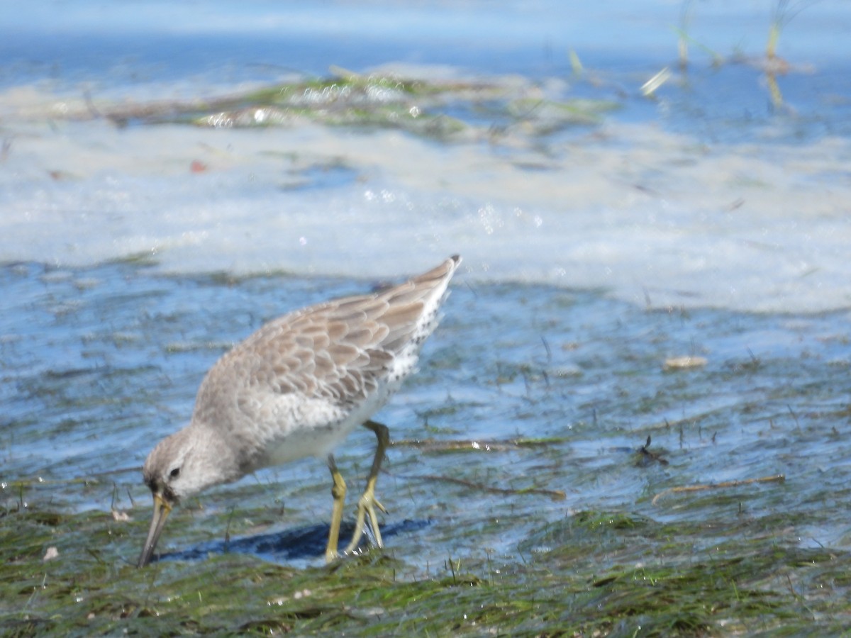 Short-billed Dowitcher - ML642664729