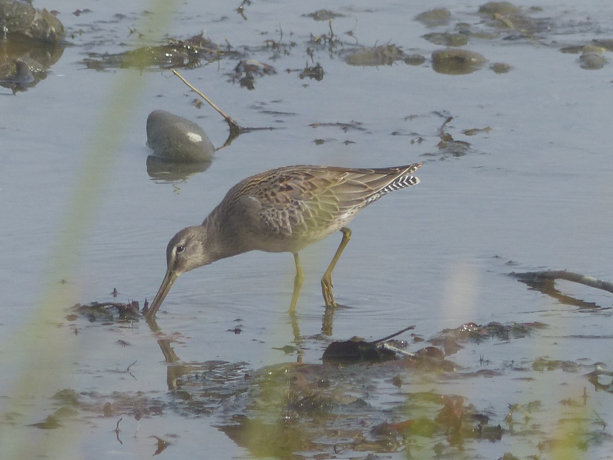 Short-billed Dowitcher - ML642664730