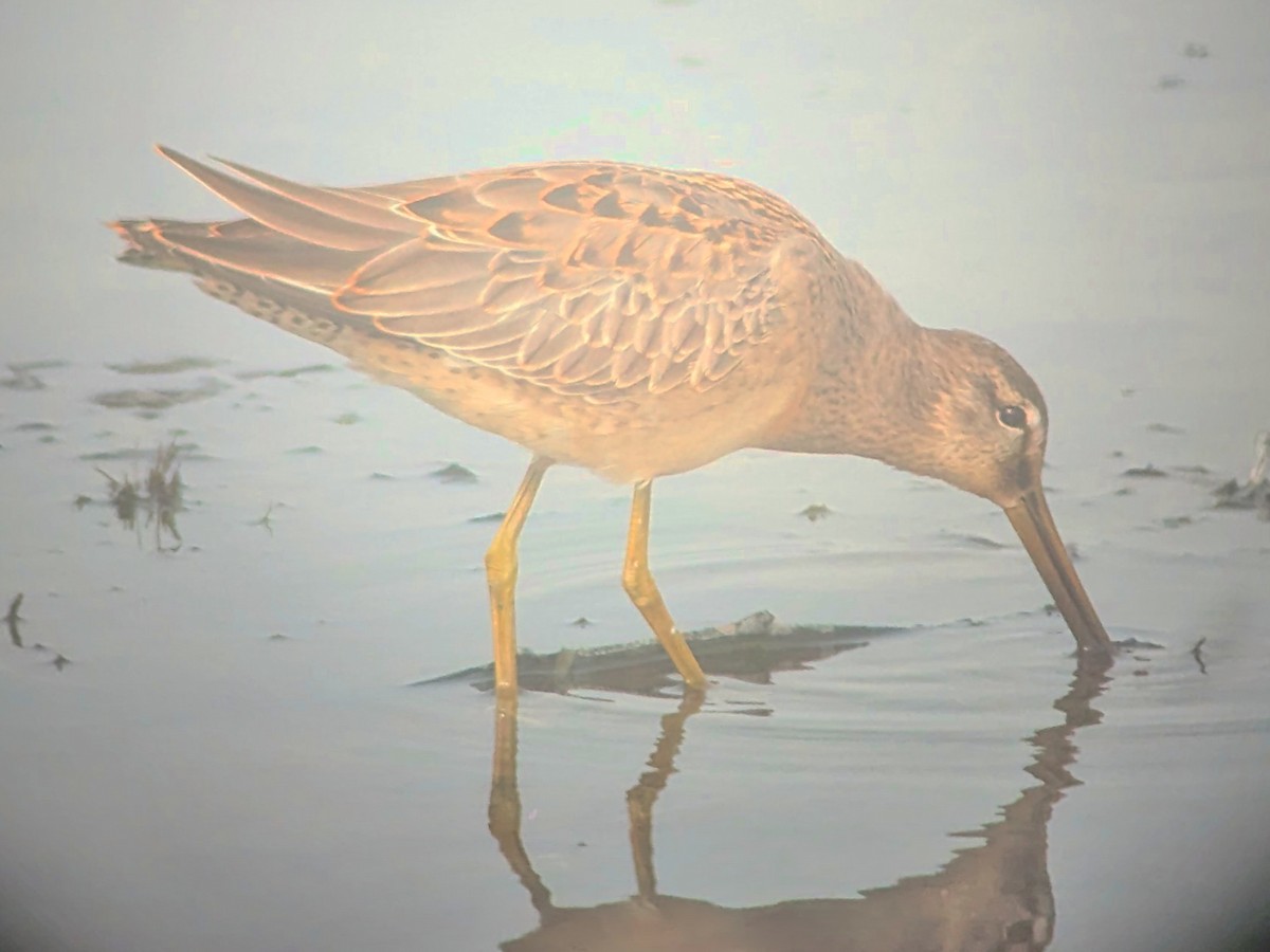 Short-billed Dowitcher - ML642664741