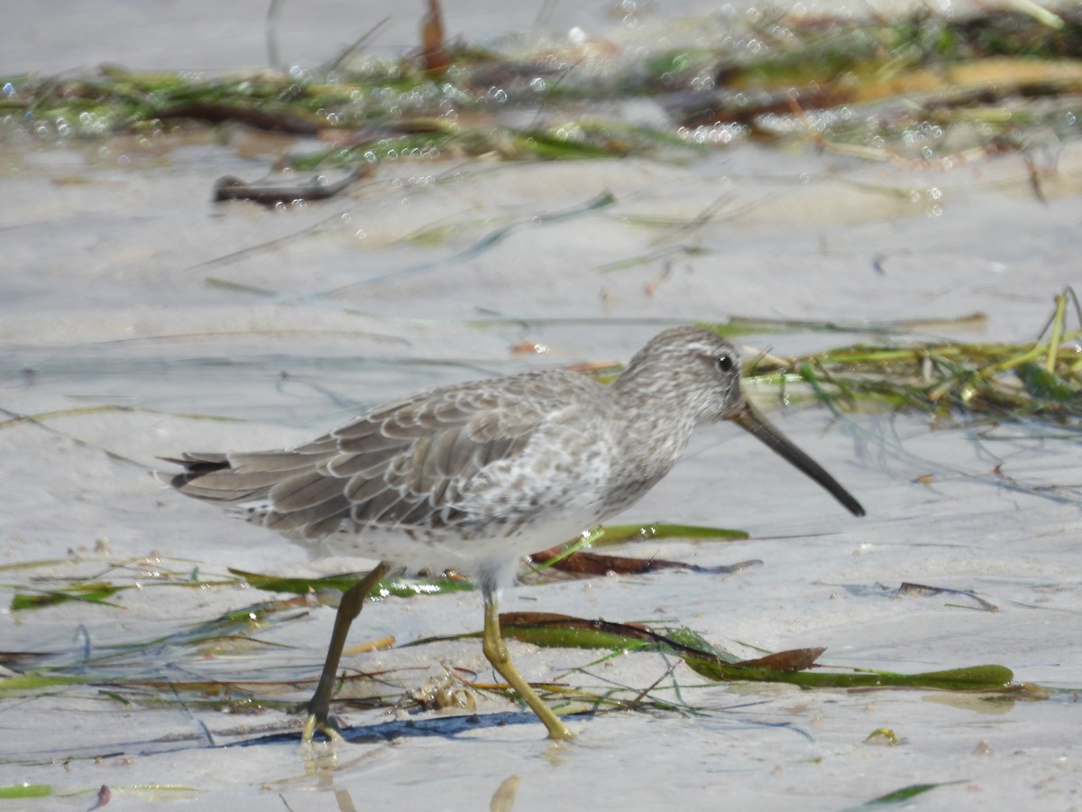 Short-billed Dowitcher - ML642664744