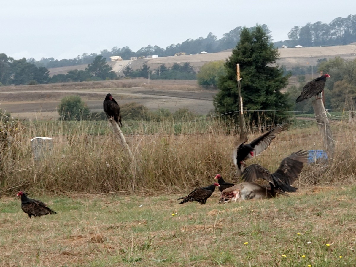 Turkey Vulture - ML642664747