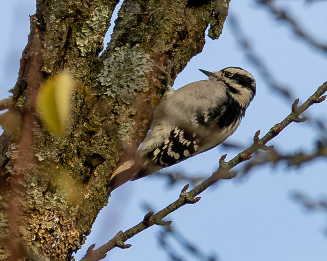 Downy Woodpecker - ML642664751