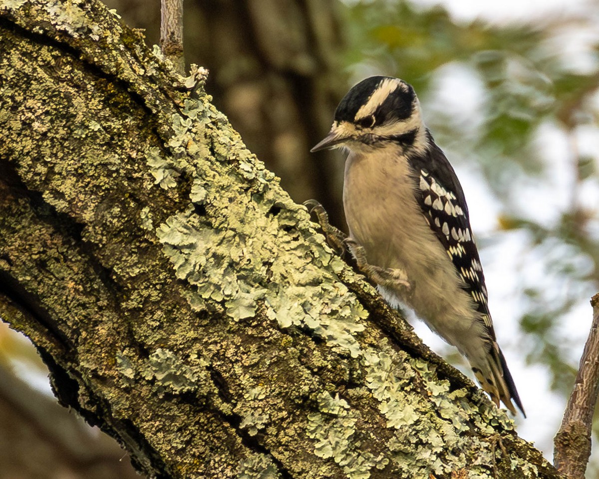 Downy Woodpecker - ML642664752