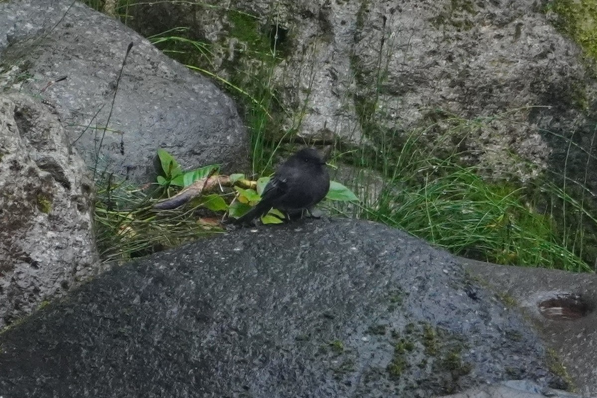 Black Phoebe - ML642664754