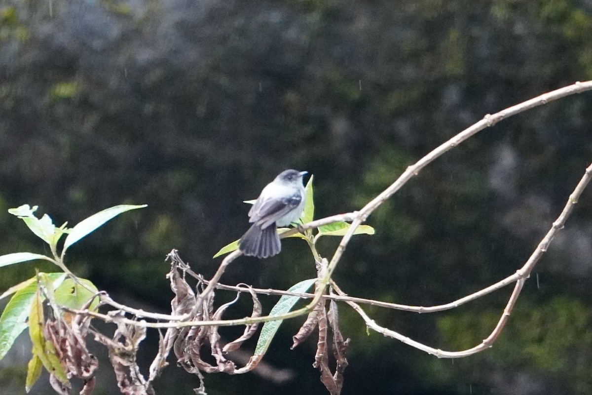 Torrent Tyrannulet - ML642664757