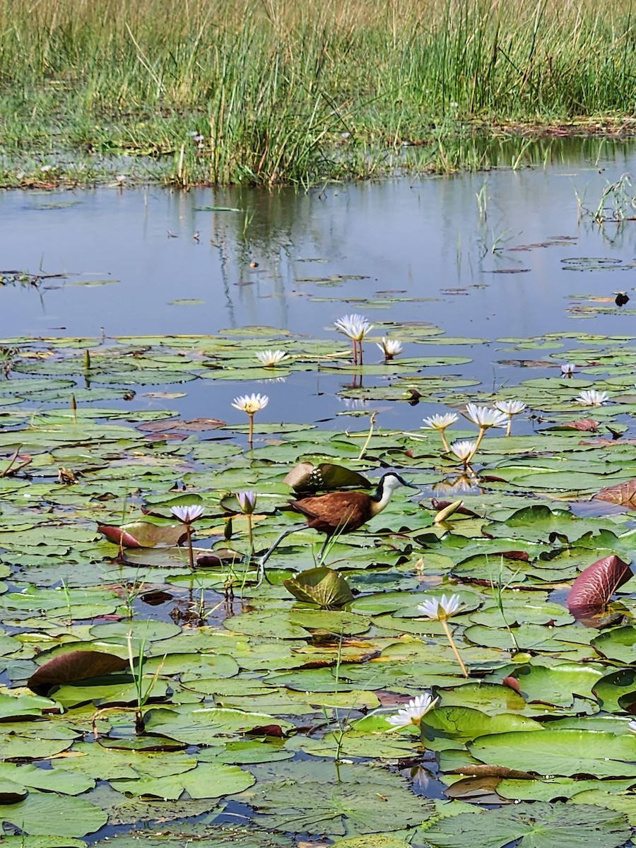 African Jacana - ML642664758