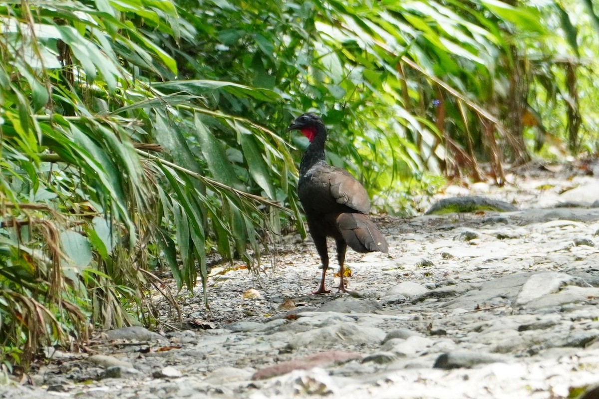 Cauca Guan - ML642664759