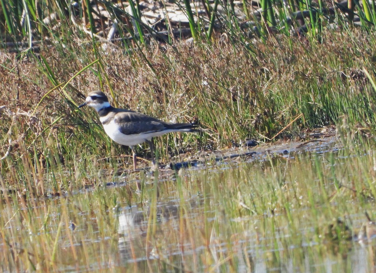 Killdeer - ML642664760