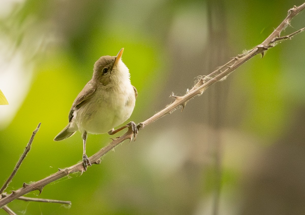 Eastern Olivaceous Warbler - ML642664762