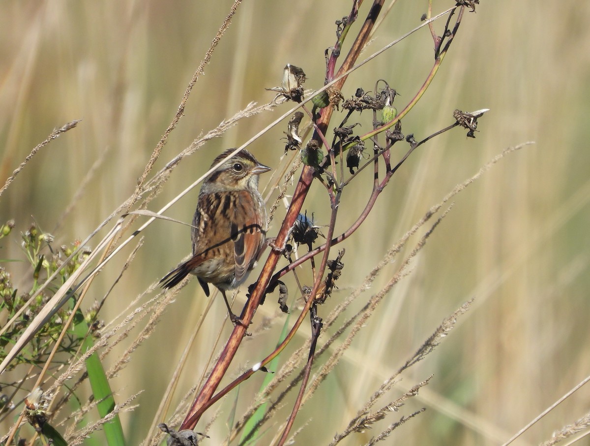 Swamp Sparrow - ML642664768