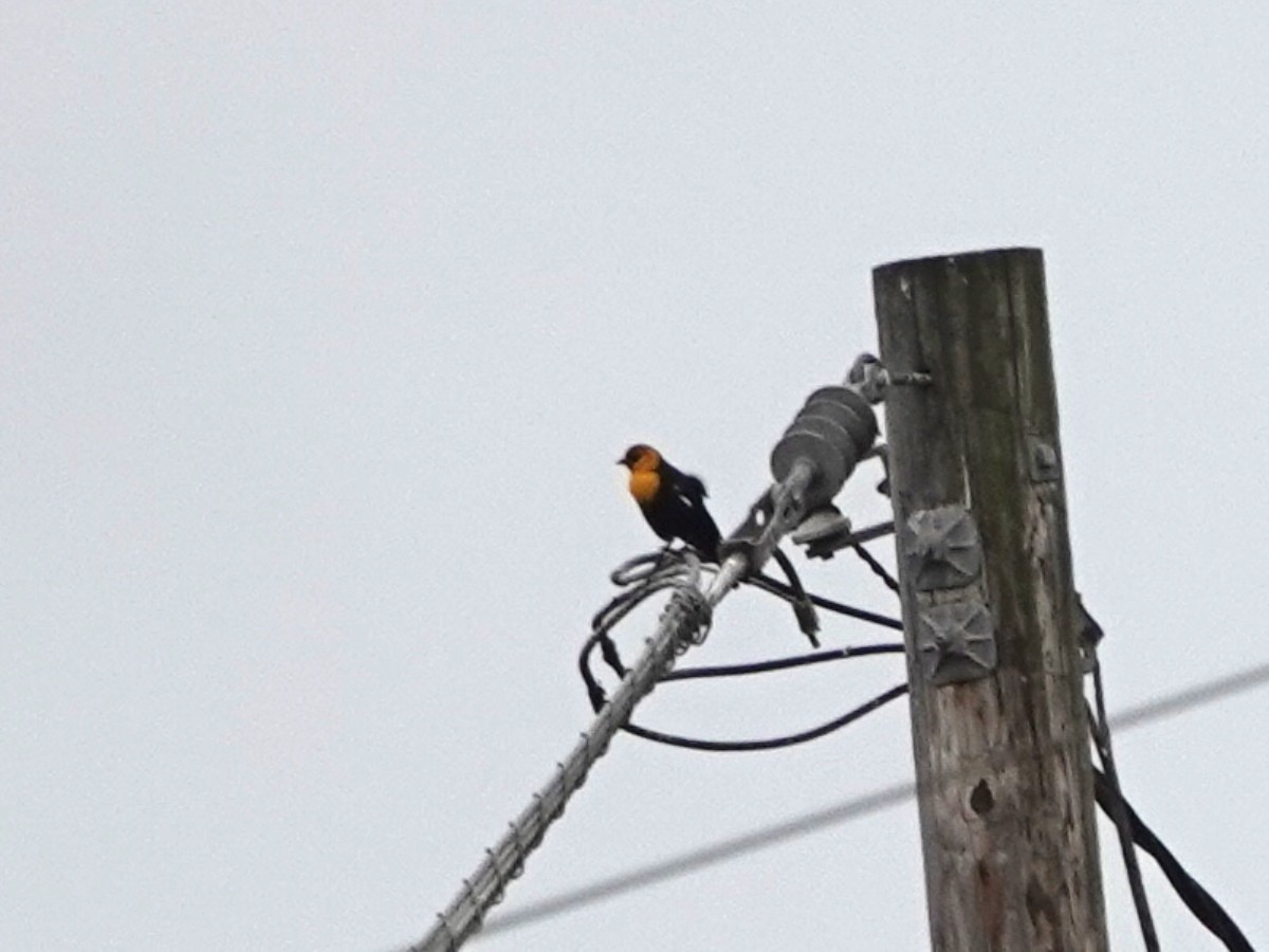Yellow-headed Blackbird - ML642664781