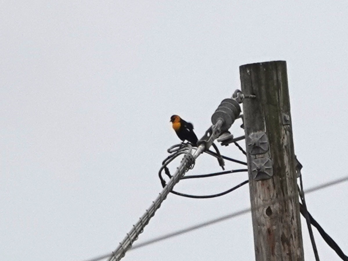 Yellow-headed Blackbird - ML642664784