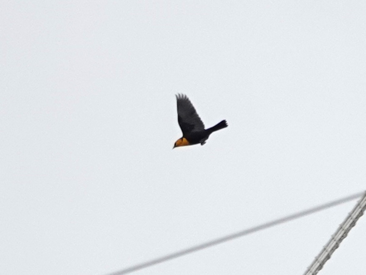 Yellow-headed Blackbird - ML642664785