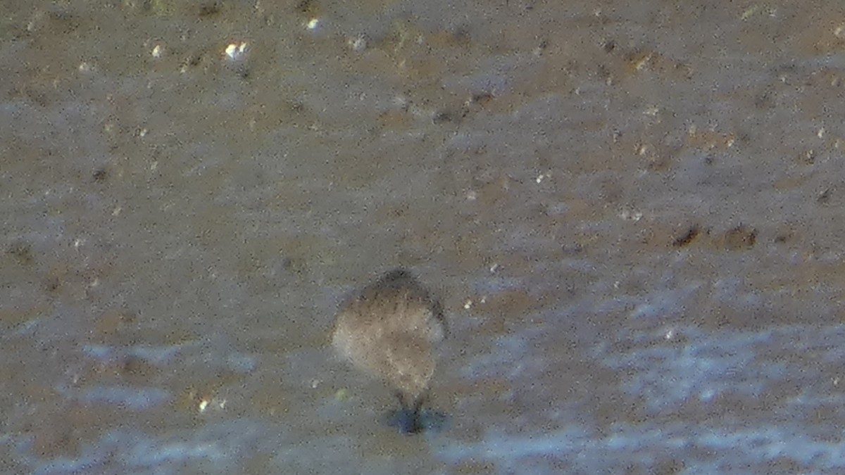 Wiesenstrandläufer - ML642664813