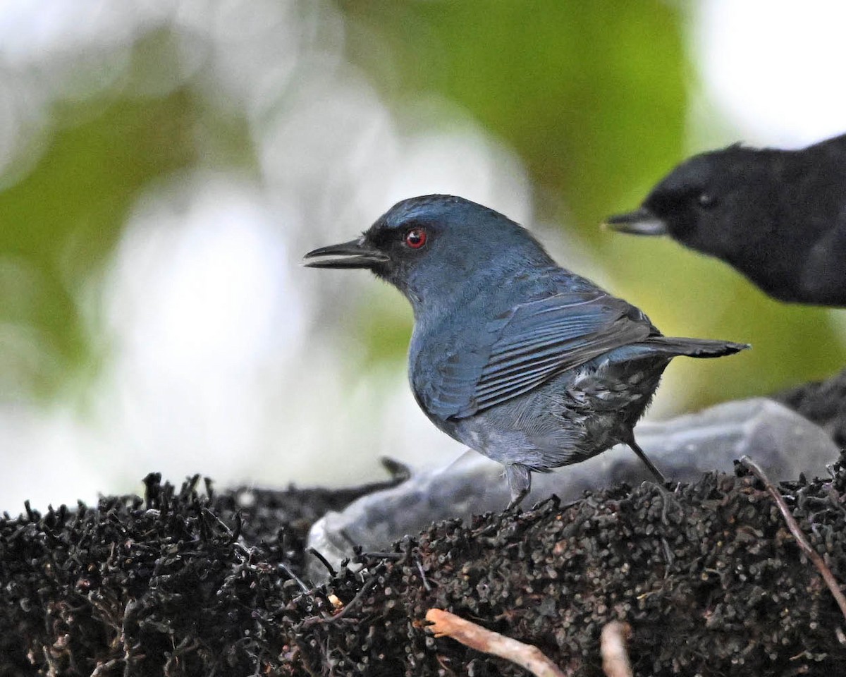 Bluish Flowerpiercer - ML642664814