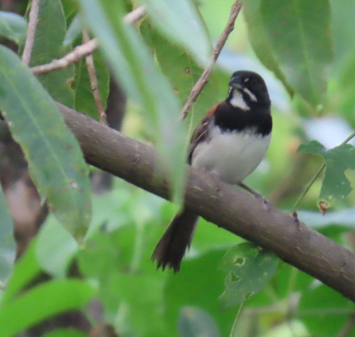 Black-chested Sparrow - ML642664831