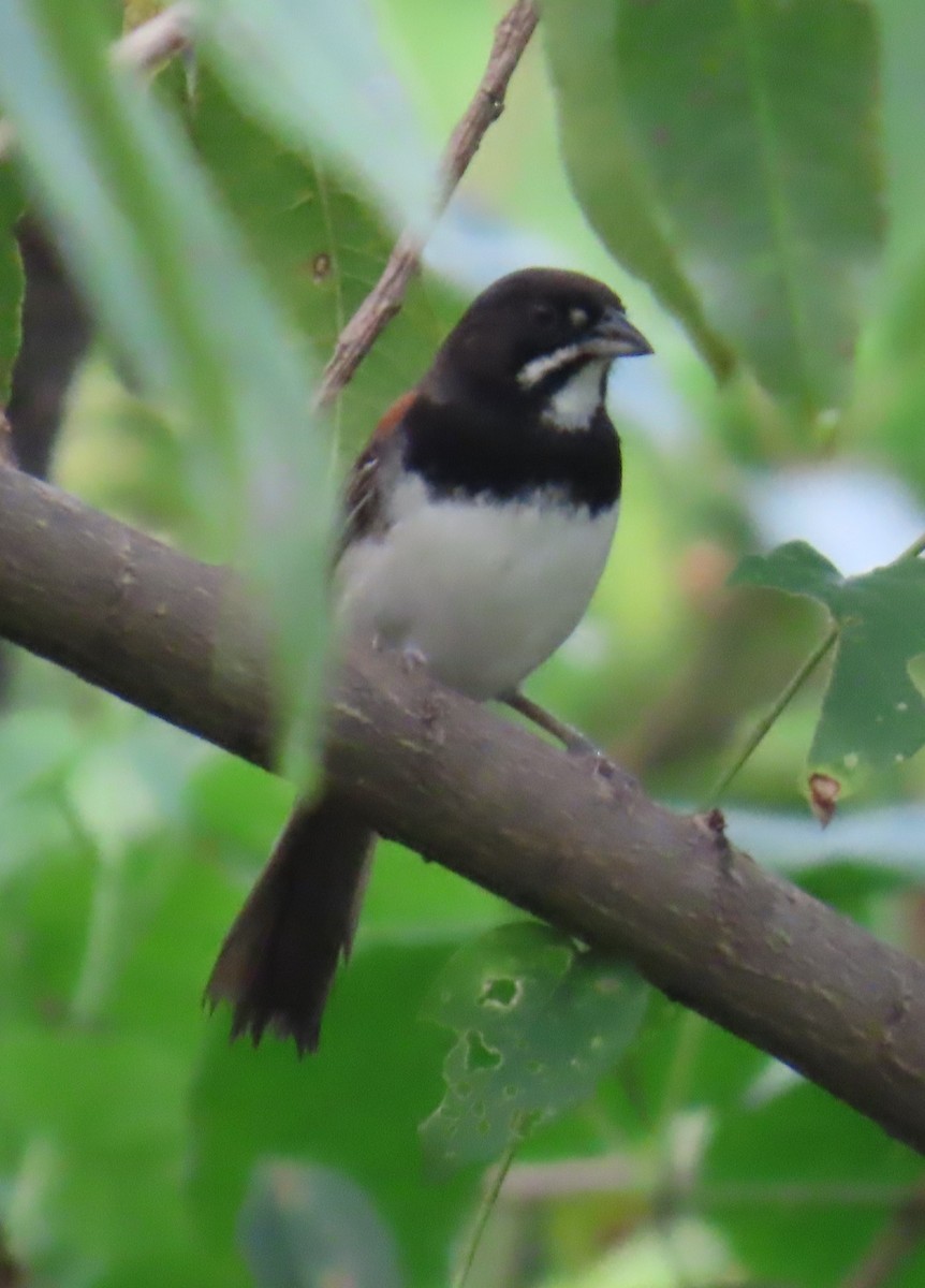Black-chested Sparrow - ML642664832