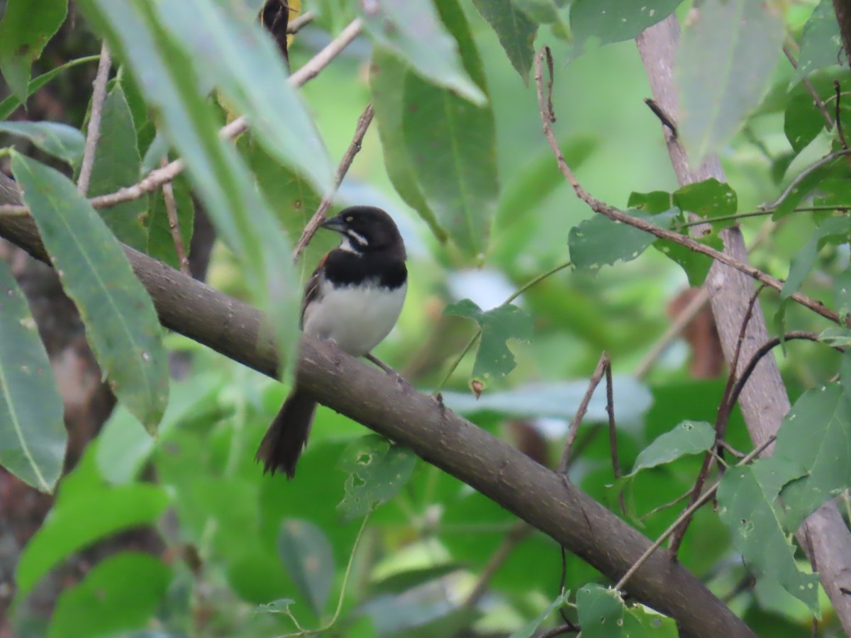 Black-chested Sparrow - ML642664833
