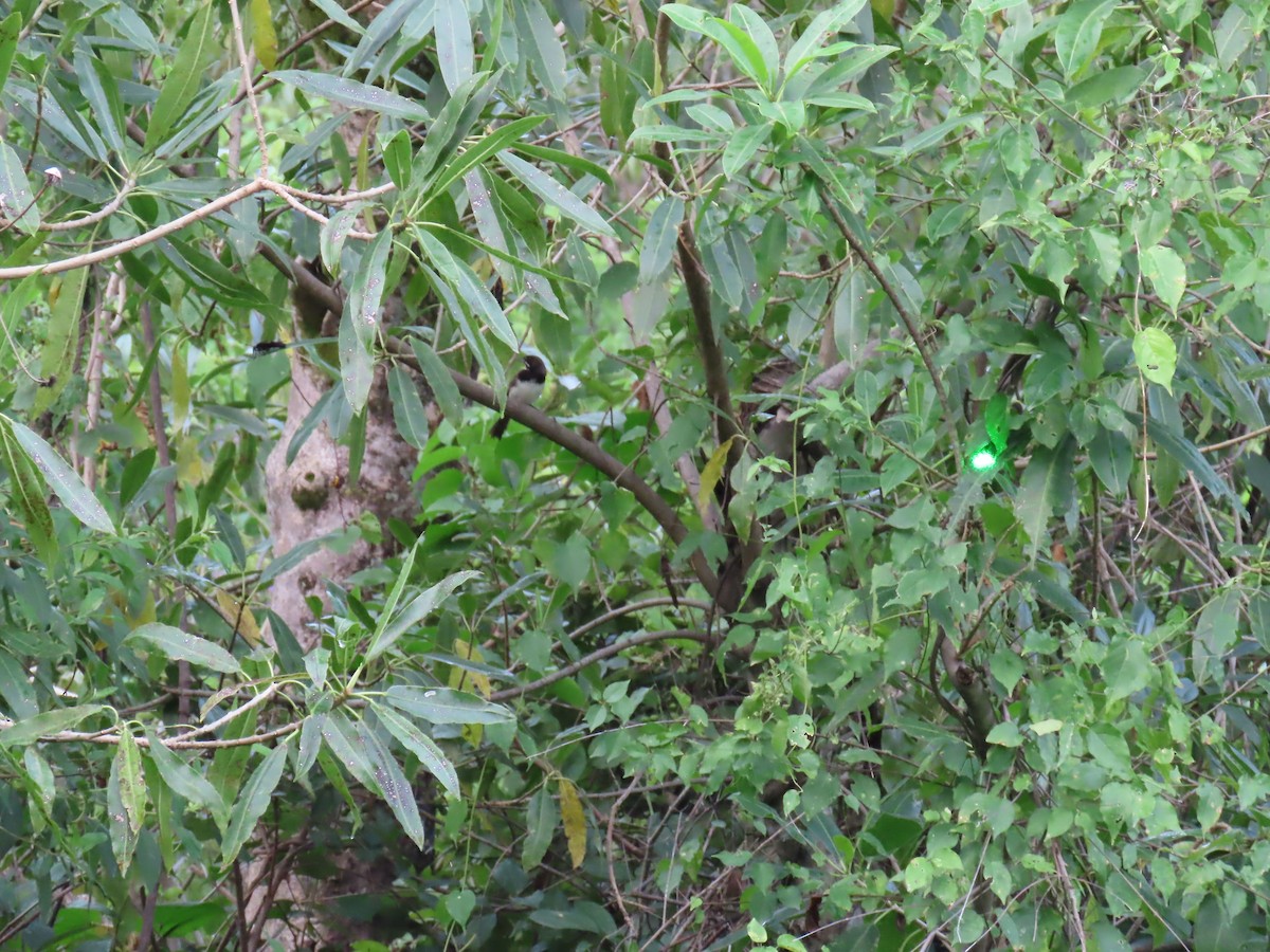 Black-chested Sparrow - ML642664835