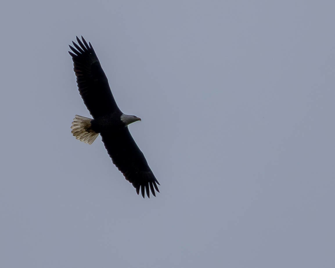 Bald Eagle - ML642664839