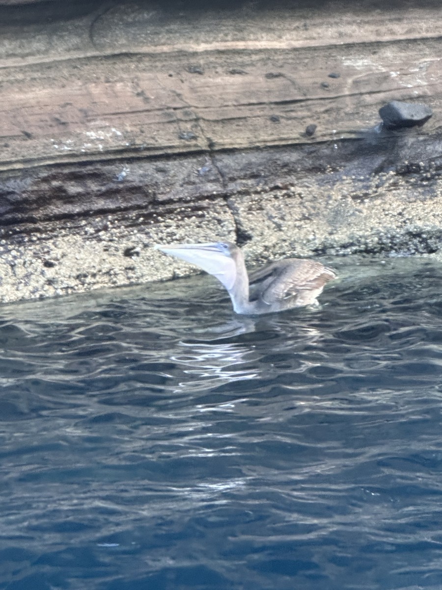 Brown Pelican - ML642664844