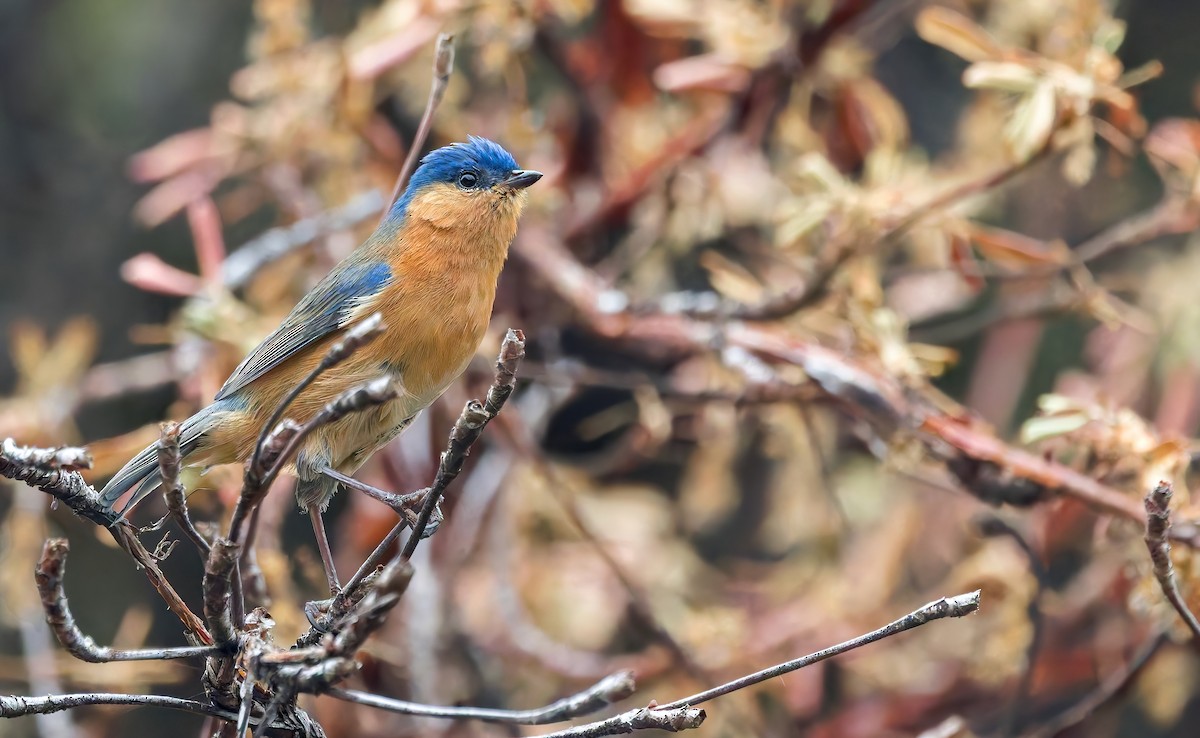 Tit-like Dacnis - ML642664854