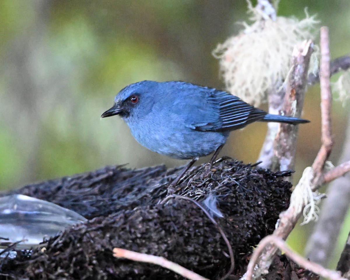 Bluish Flowerpiercer - ML642664863