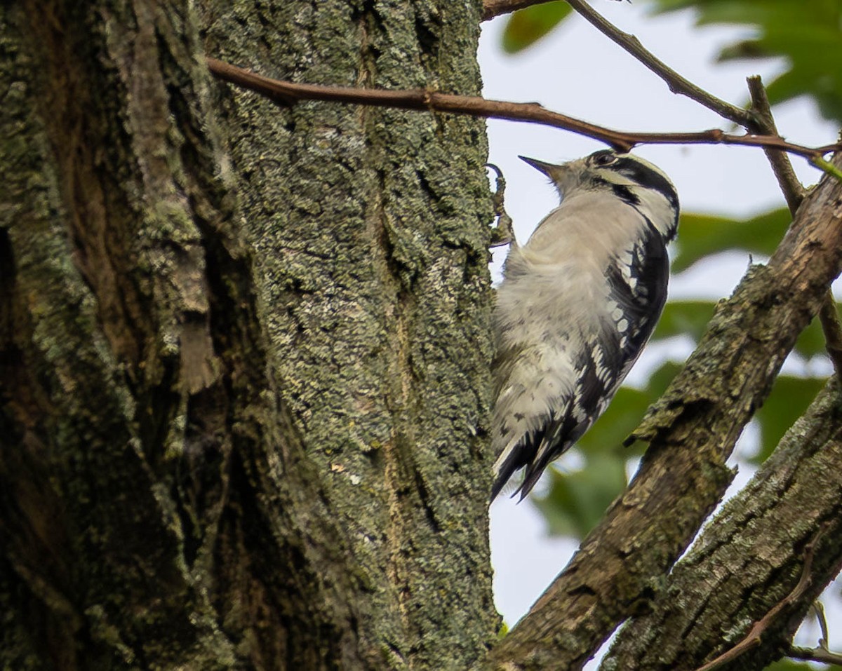Downy Woodpecker - ML642664880