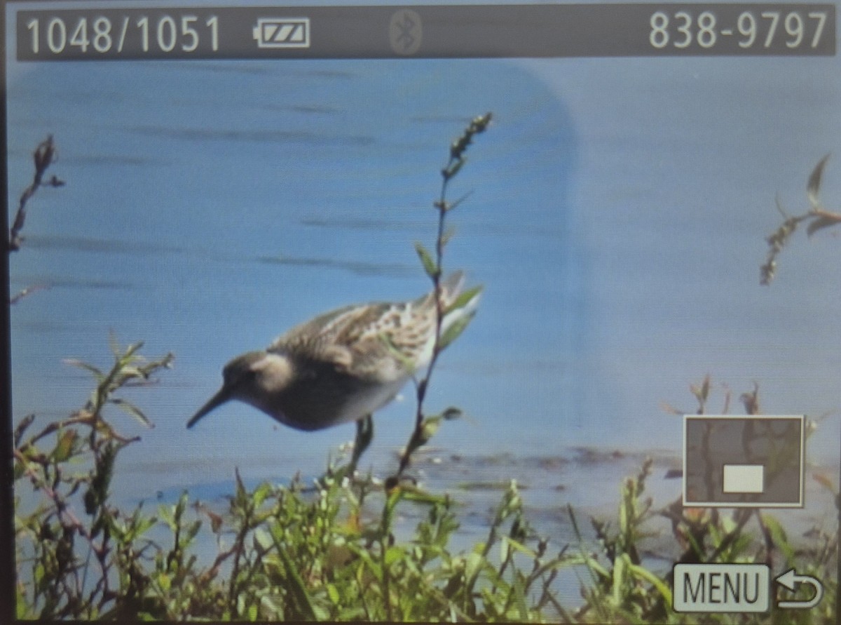 Pectoral Sandpiper - ML642664893