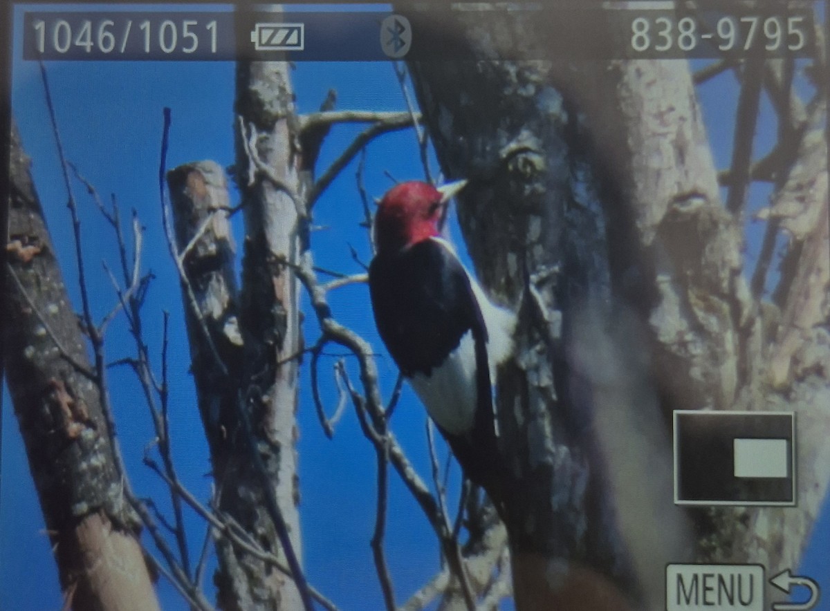 Red-headed Woodpecker - ML642664902