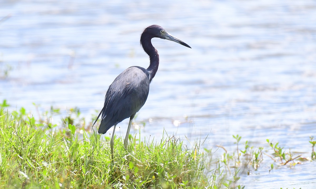 Little Blue Heron - ML642664904