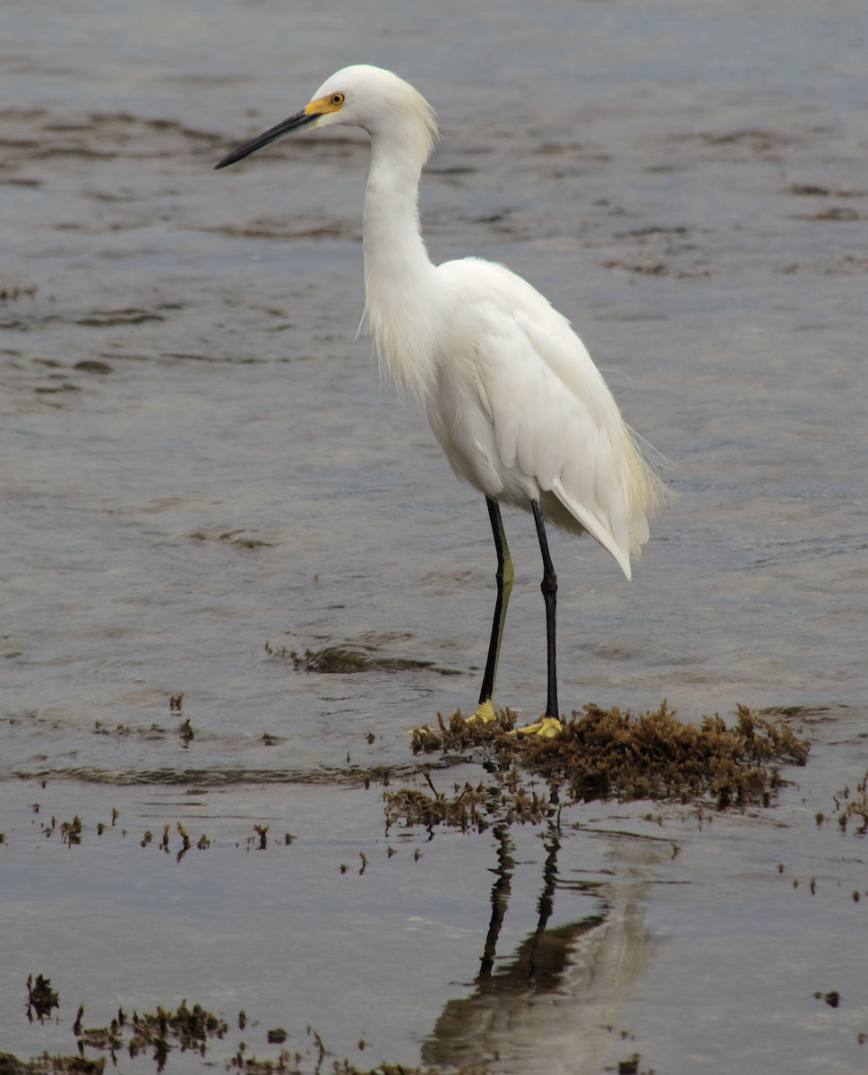 Snowy Egret - ML642664915