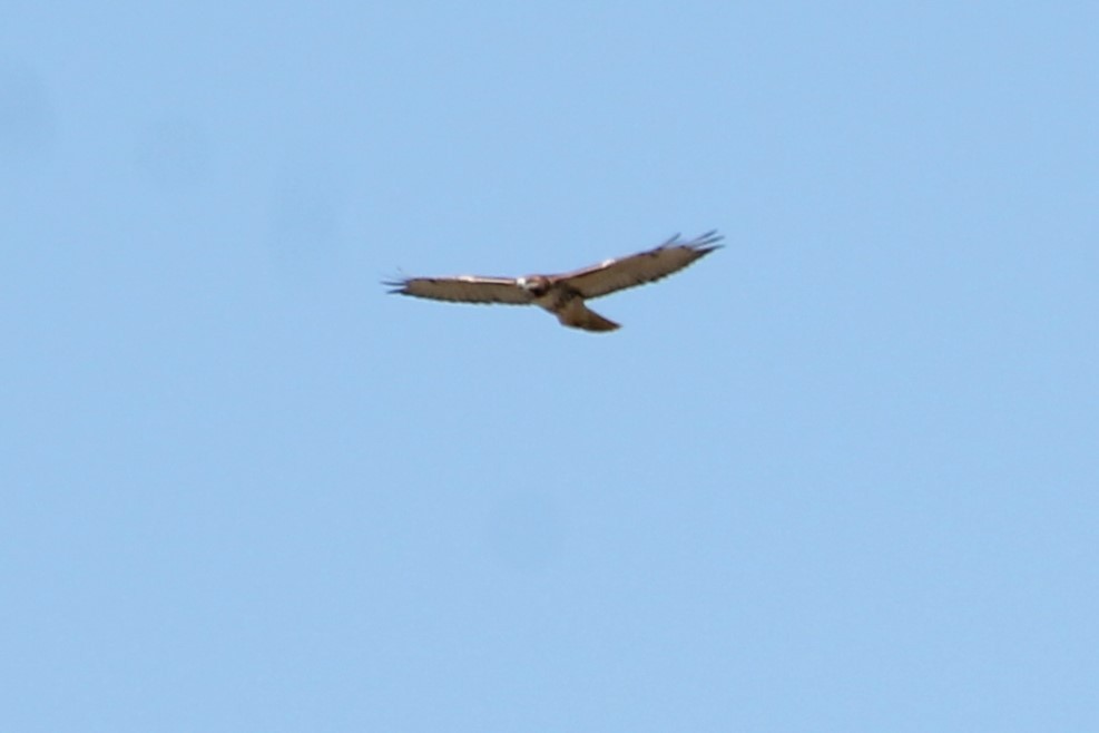 Red-tailed Hawk - ML642664924