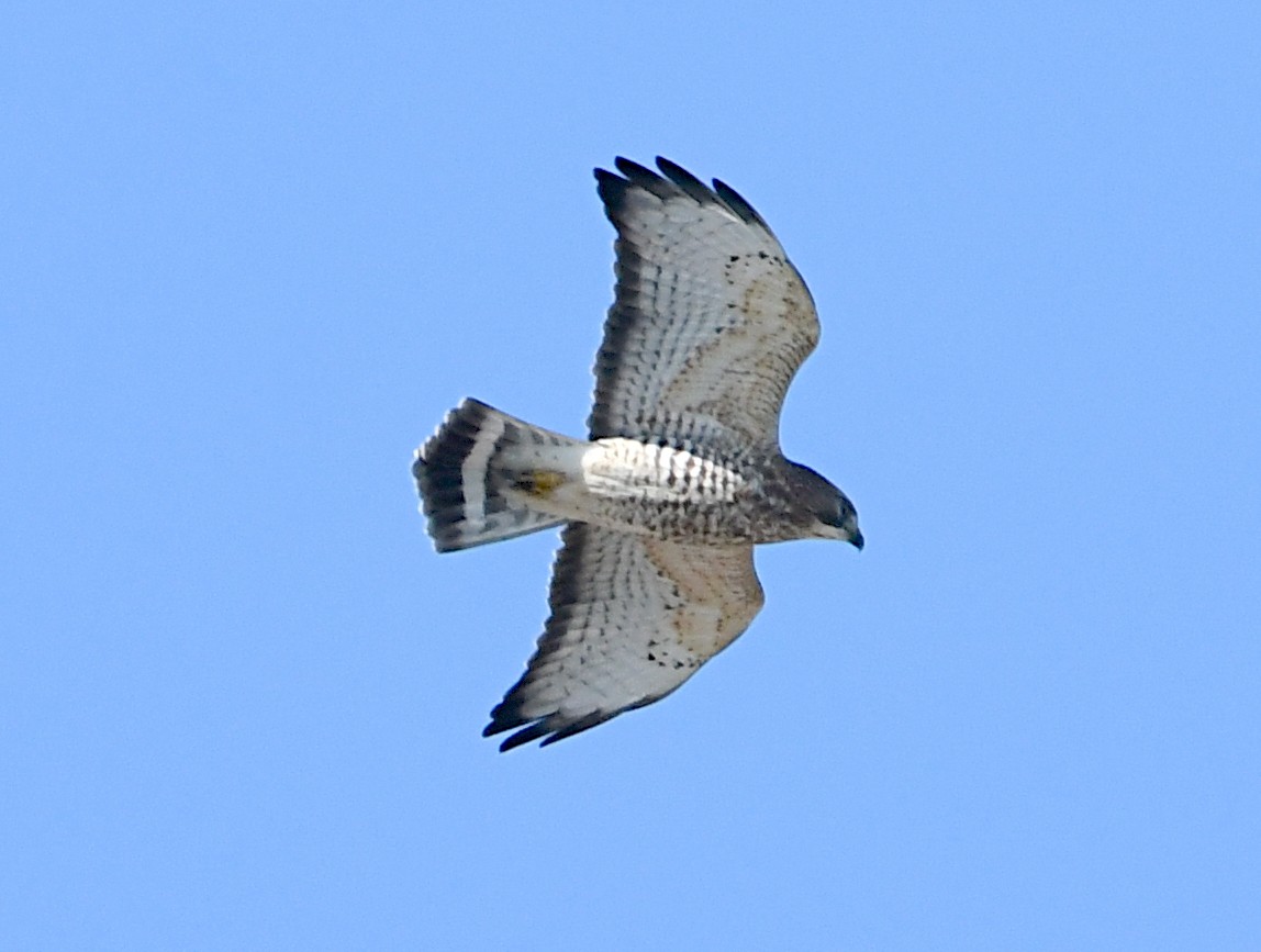 Broad-winged Hawk - ML642664938