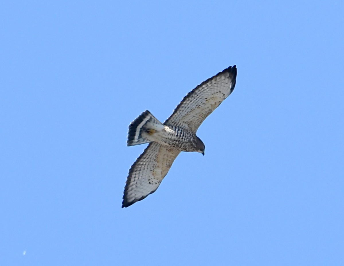 Broad-winged Hawk - ML642664939