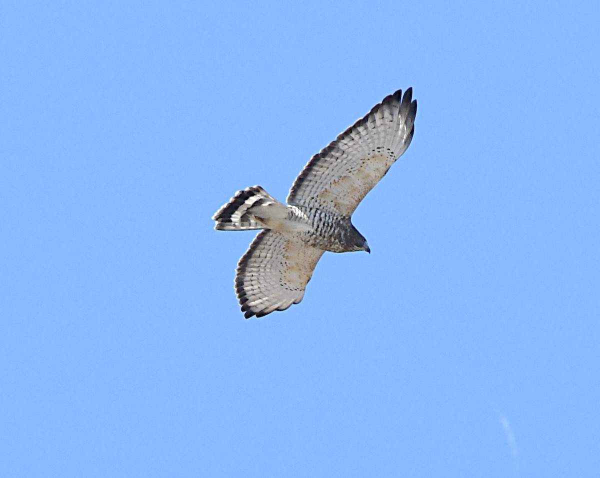 Broad-winged Hawk - ML642664940