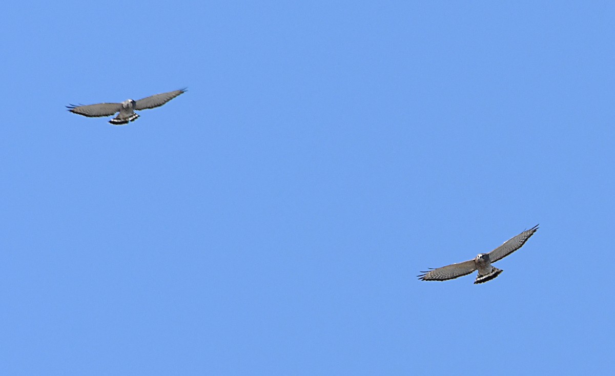 Broad-winged Hawk - ML642664941