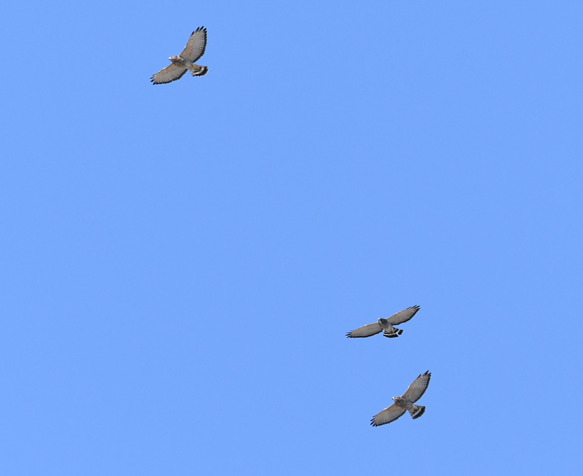 Broad-winged Hawk - ML642664942