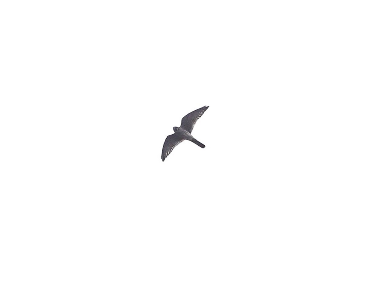American Kestrel - ML642664948