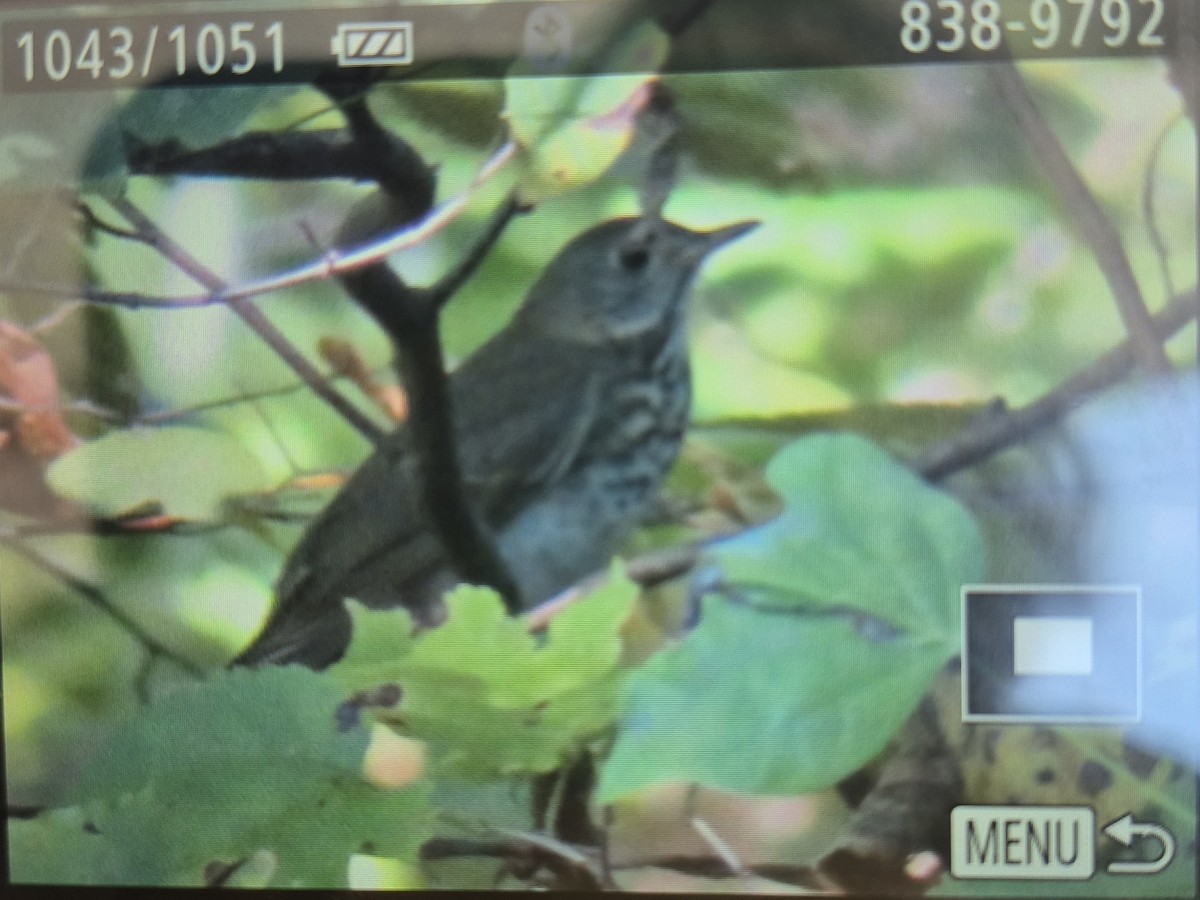 Gray-cheeked Thrush - ML642664950