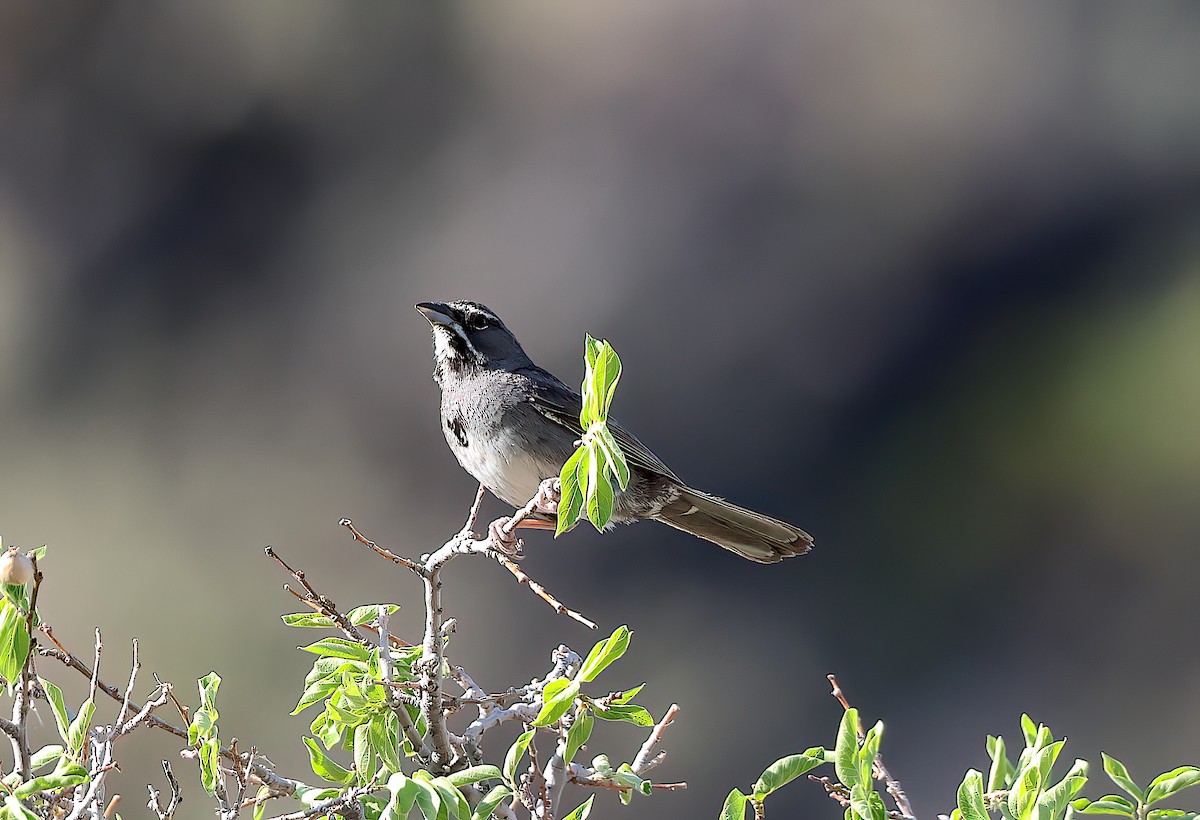Five-striped Sparrow - ML642664952