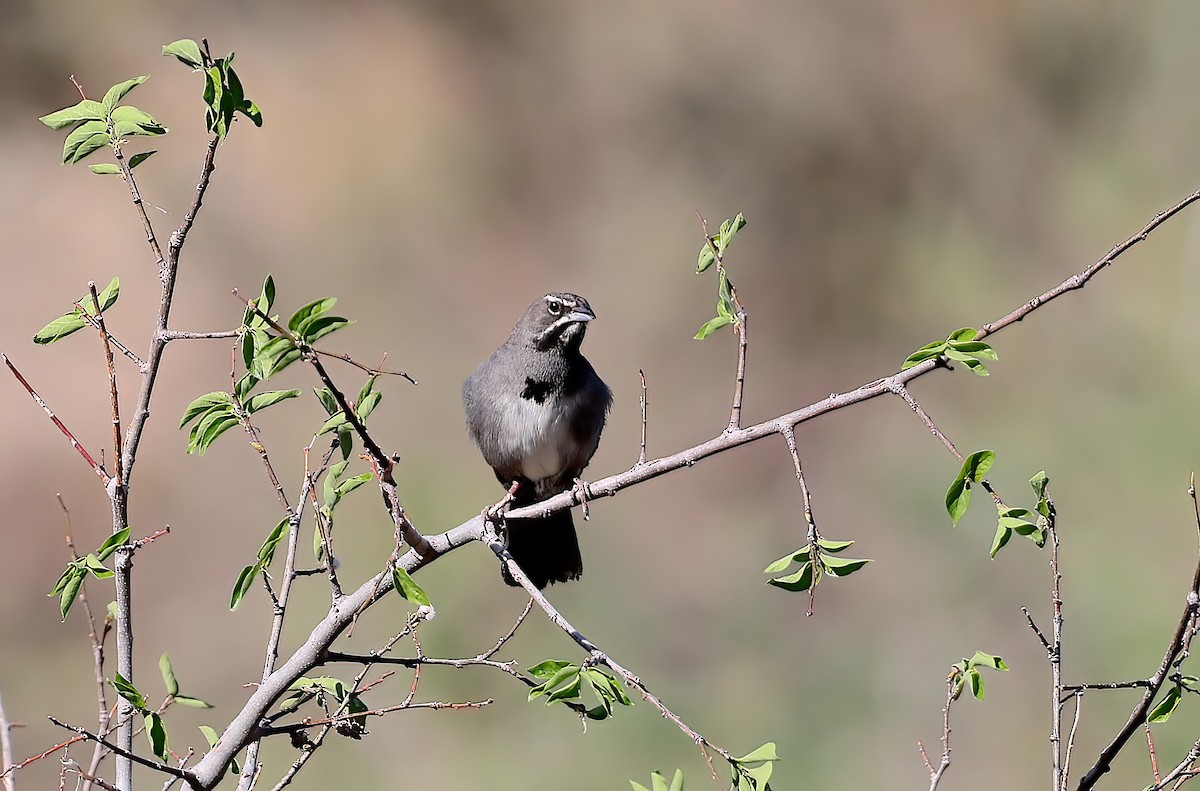 Five-striped Sparrow - ML642664953