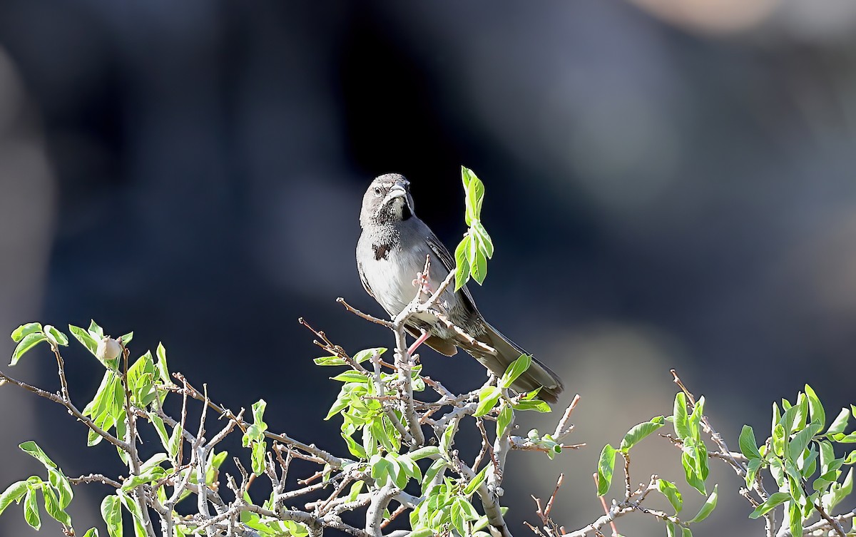 Five-striped Sparrow - ML642664954
