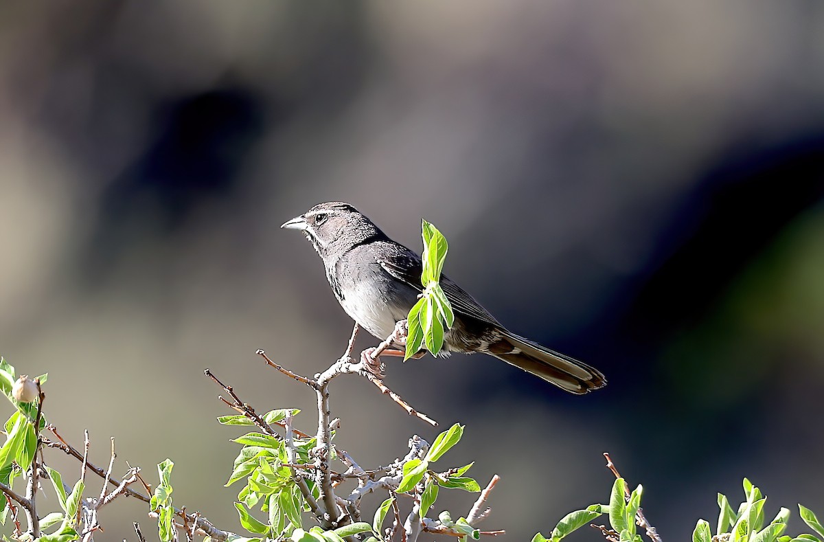 Five-striped Sparrow - ML642664955