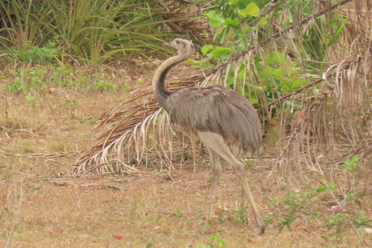 Greater Rhea - ML642664985
